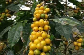 Pawon Kopi Salarea - Bibit Kopi Biji Kuning (Yellow Caturra Coffee)