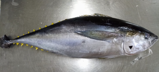 BAGUS BARUNO MANDIRI - Yellowfin Tuna GG Fresh size 60kg up, sashimi grade A+