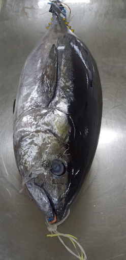 BAGUS BARUNO MANDIRI - Bigeye Tuna GG Fresh sashimi grade A+, size 60kg up