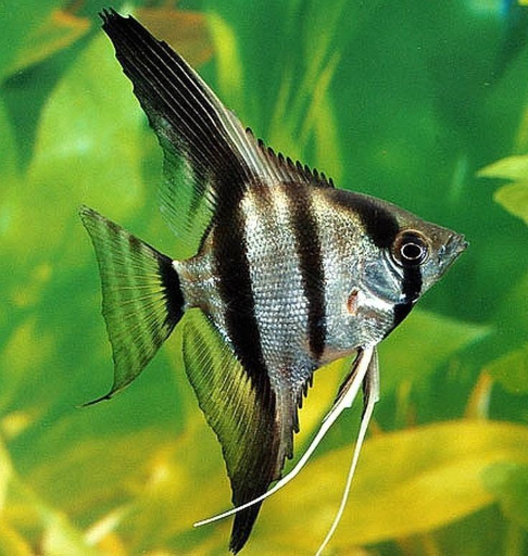 Tropical Pet Store - Ikan Manfish Silver