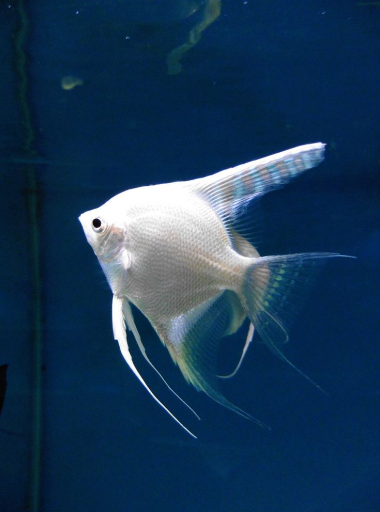 Tropical Pet Store - Ikan Manfish Platinum
