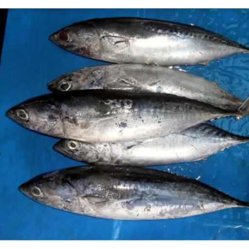CV. Mina Segara Nusantara - Ikan Tongkol/Deho 101-120