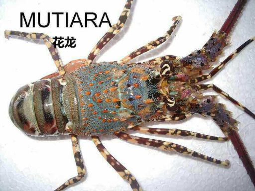 CV. LOBSTECH RESOURCES MEGATAMA - Lobster Mutiara