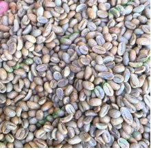 PT ANDALAN EKSPOR INDONESIA - Arabica Aromanis Green Beans - Natural Dry Hulled