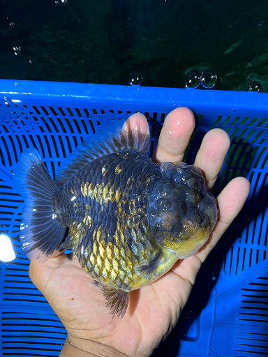 PT Mina Akuatik Nusantara - Gold Fish