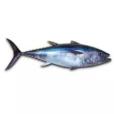 PT. INDO MINA LESTARI - Frozen Yellowfin Tuna