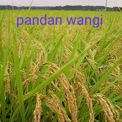 Koperasi Produsen Pandawa Putra Tani - GKP PW/MW