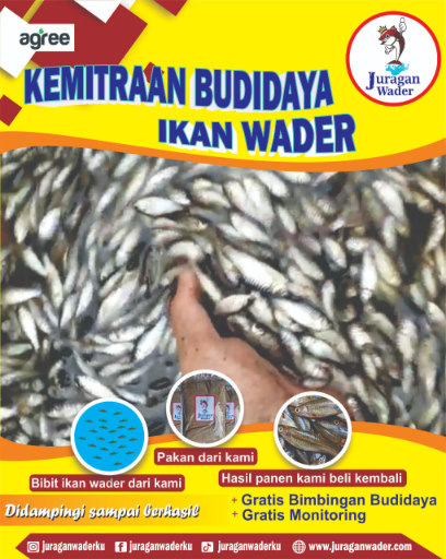 PT. Intan Berkah Berlian Utama - Kemitraan Budidaya Wader (Paket Juragan Bisnis)